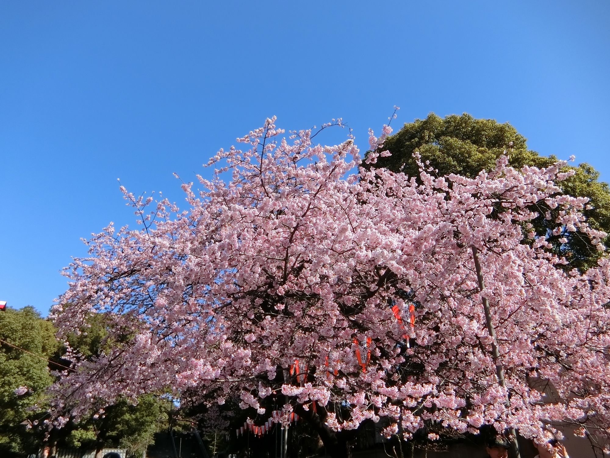 上野公園の入口の桜（2019年3月13日撮影）