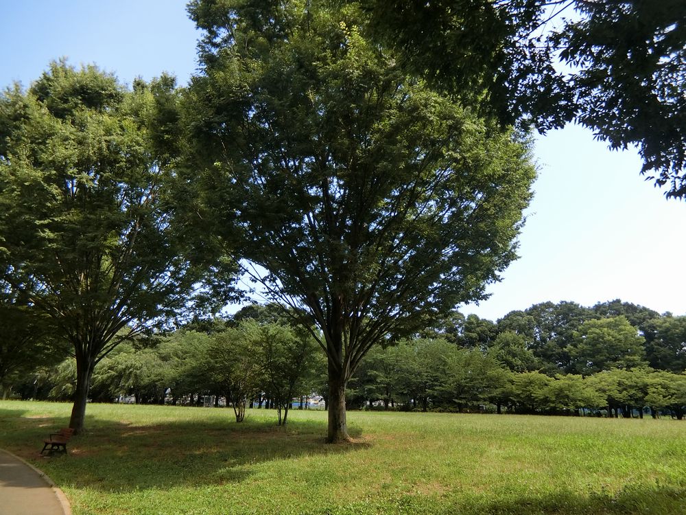 西東京いこいの森公園（筆者撮影）